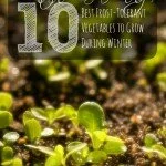 Container Gardening: The 10 Best Frost-Tolerant Vegetables To Grow During Winter