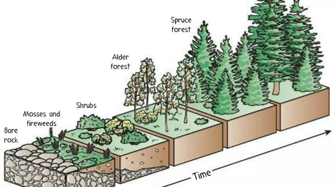 What is the process of succession in an ecosystem?