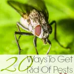 20 Ways To Get Rid Of Pests (Without Chemicals)