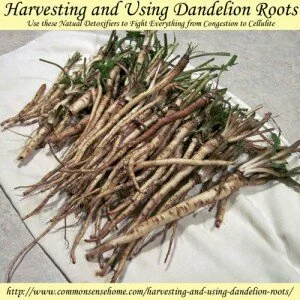 How To Harvest and Use Dandelion Roots