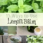 10 Ways To Use Lemon Balm