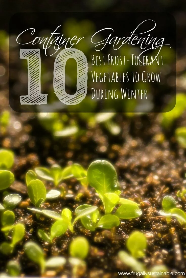 Container Gardening: The 10 Best Frost-Tolerant Vegetables To Grow During Winter