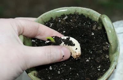 How To Grow 20 Cloves Of Garlic From A Single Clove
