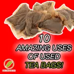 10 Amazing Things You Can Do With Used Tea Bags